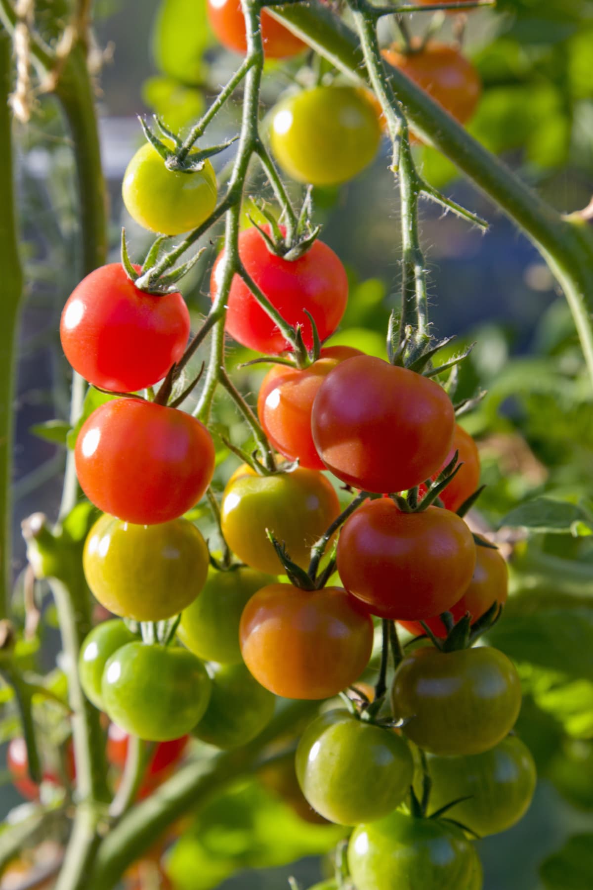 Tomatoes in different ripening stages hanging from a lush, green plant