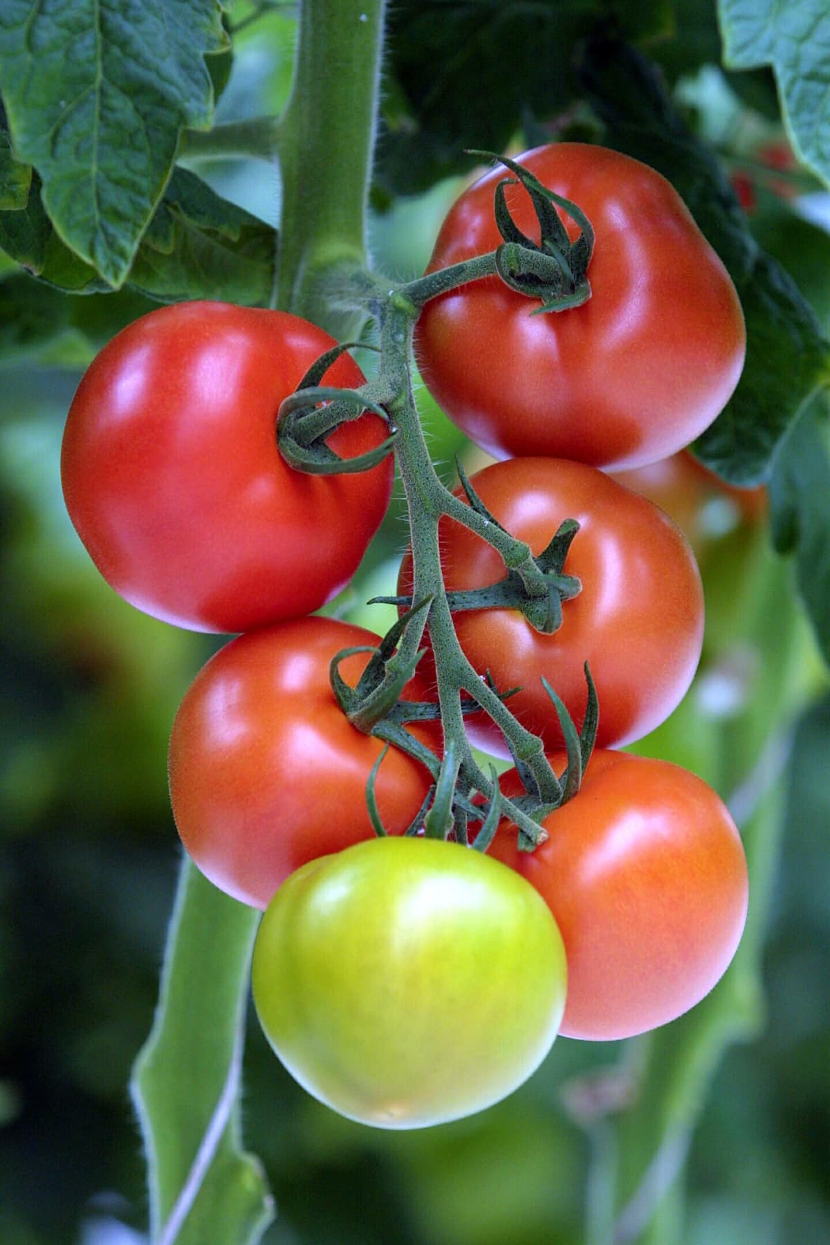 Tomatoes hanging from a lush green vine