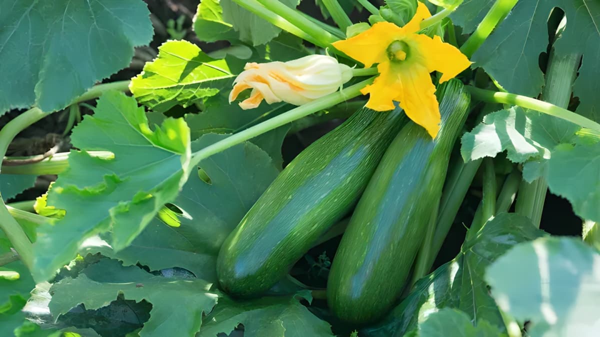 Zucchini vegetables and flower