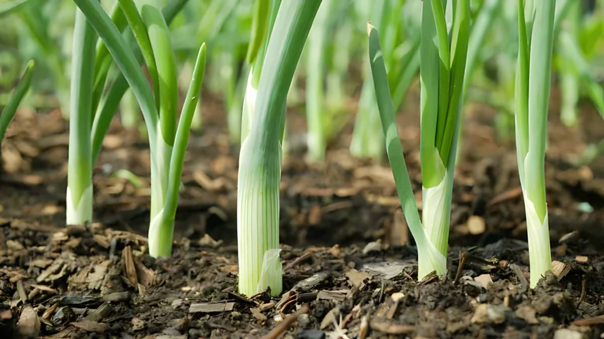 Green onions growing in soil