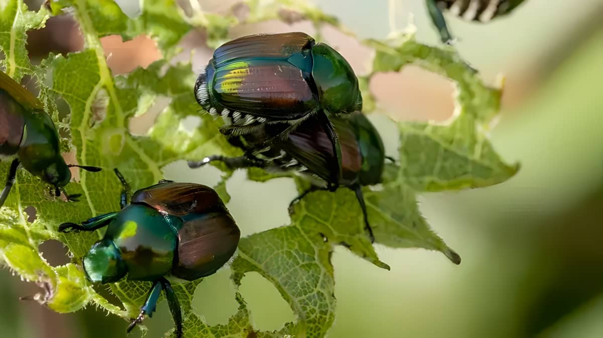 Japanese beetles on a bitten leaf