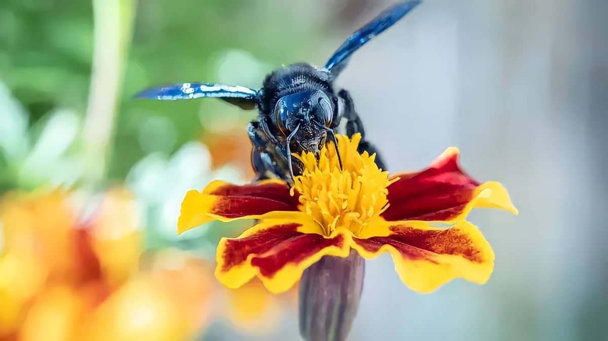 Bee sitting on a flower