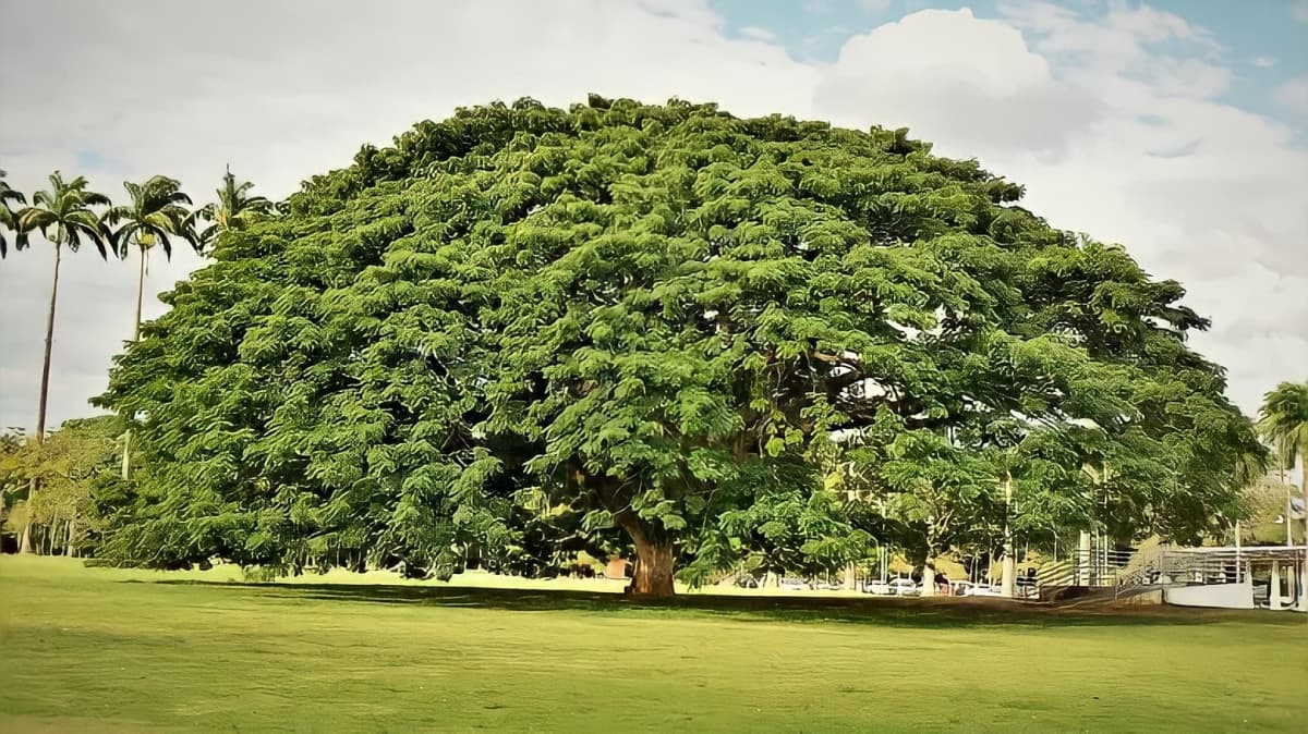 Large monkey pod tree