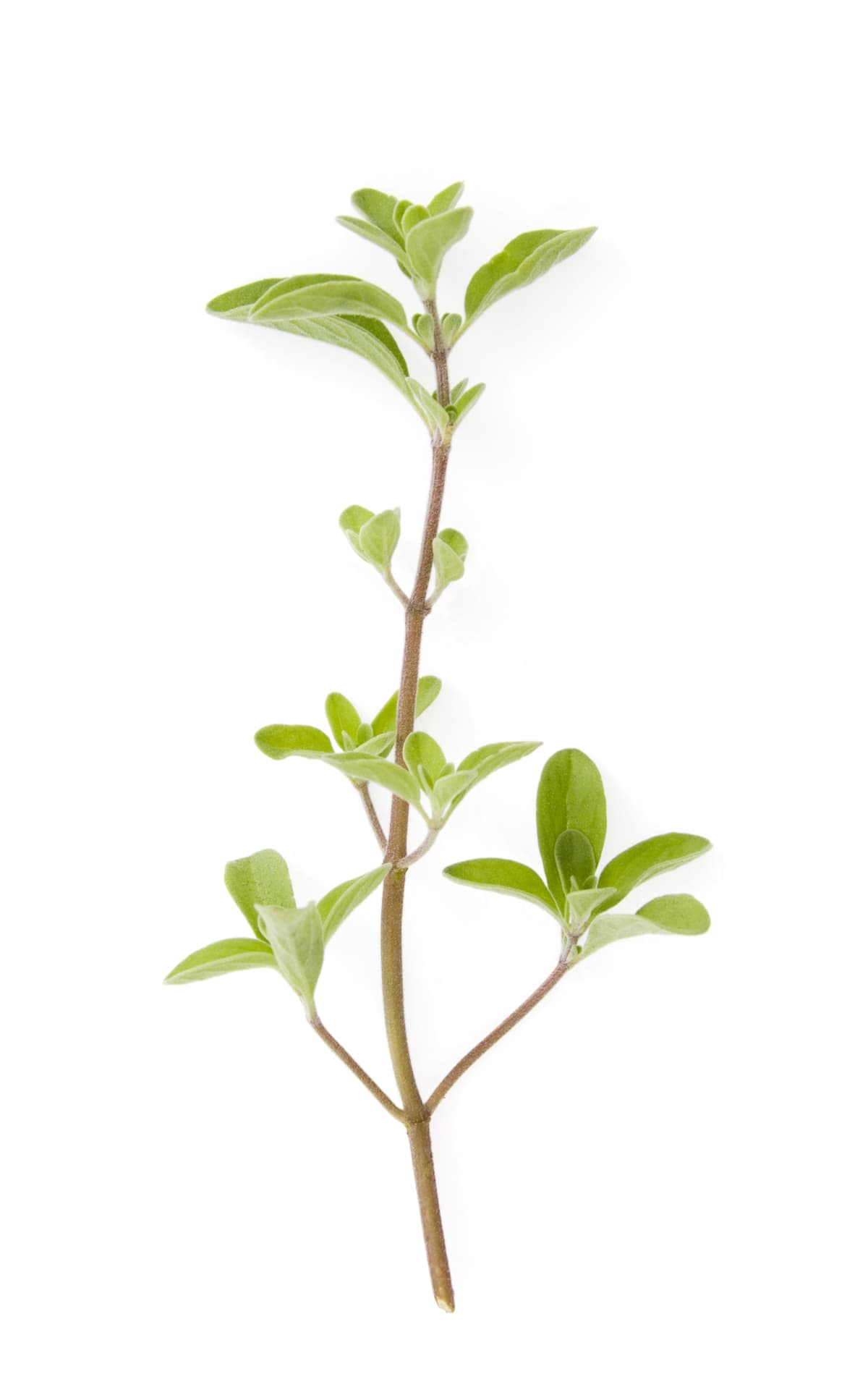 Vertical image of the growing herb golden marjoram