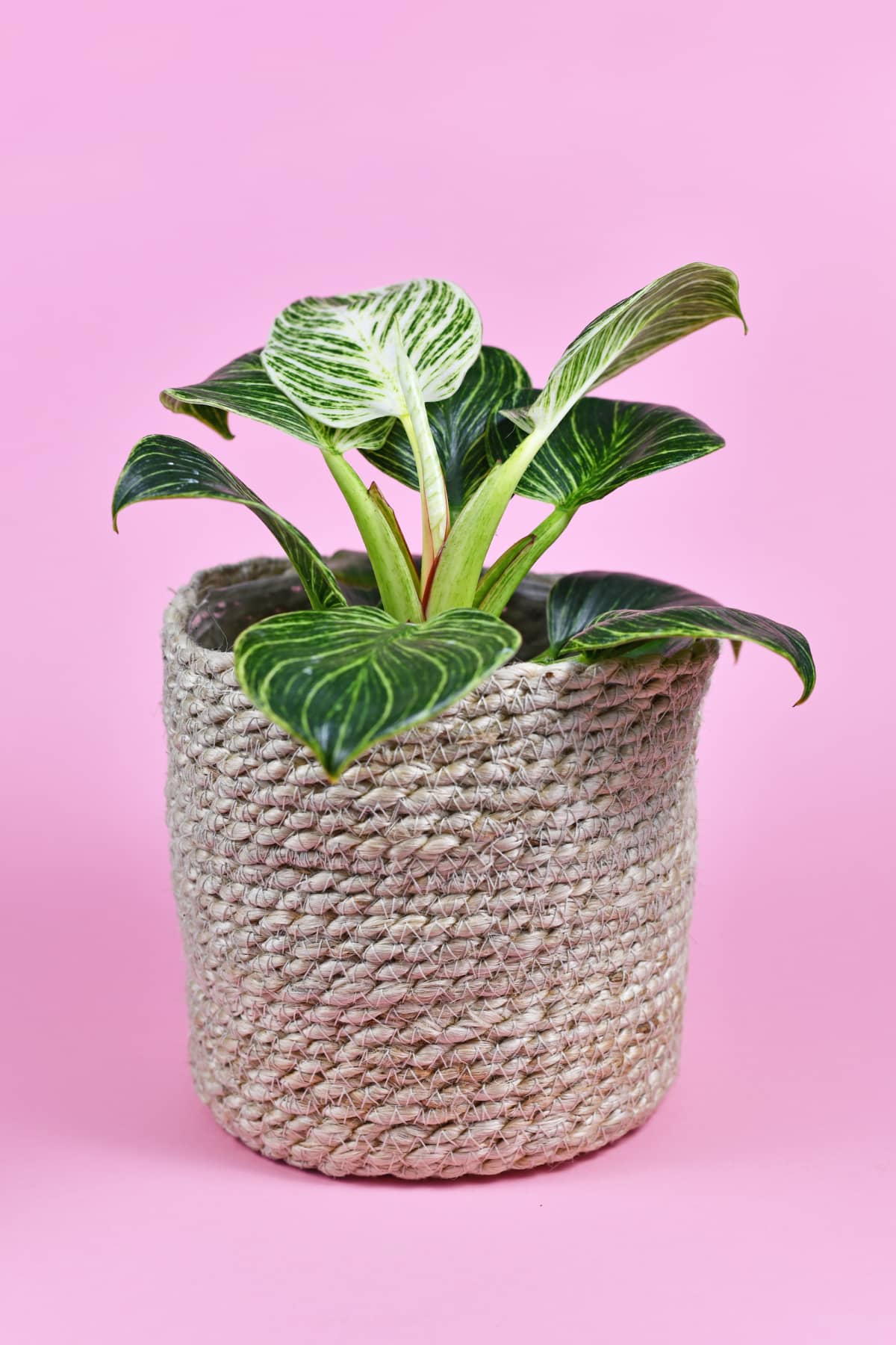 Houseplant Philo birkins in a pot