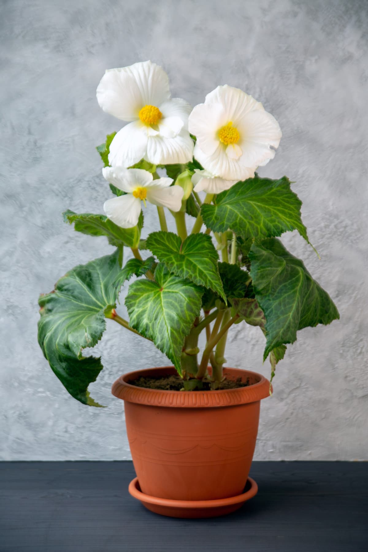 White begonia blossoming in a pot