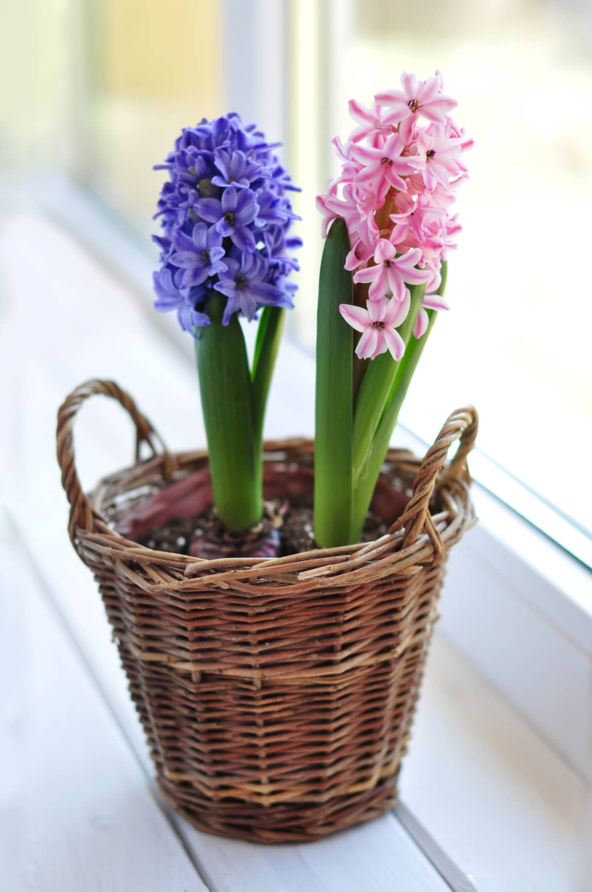 Pink and blue hyacinths in a flowerpot