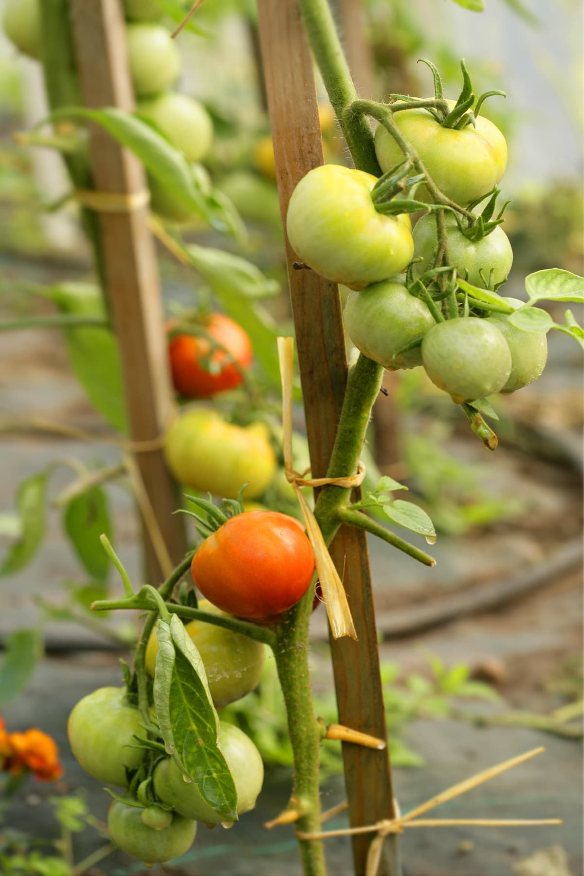 Green and red tomatoes on a vine