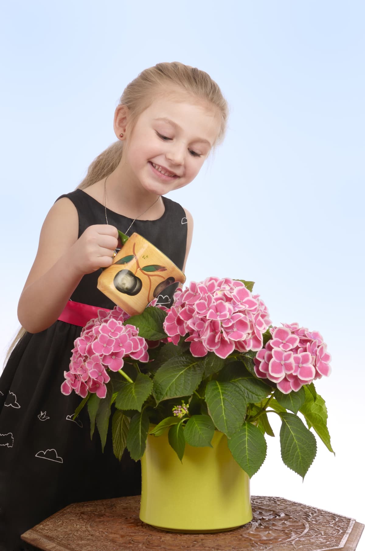 Smiling little girl watering potted hydrangea plant