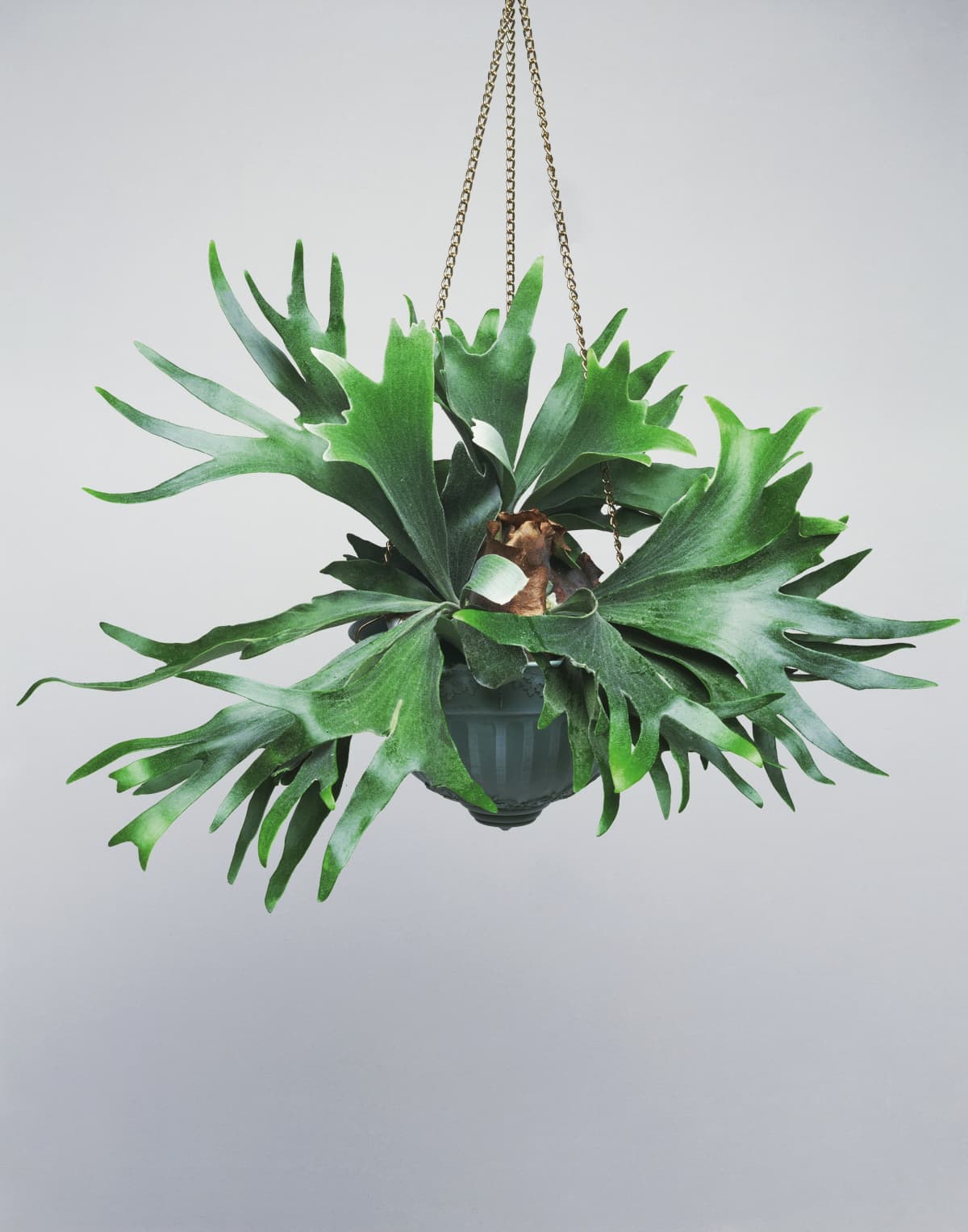 Elkhorn or Staghorn fern displayed in a hanging pot