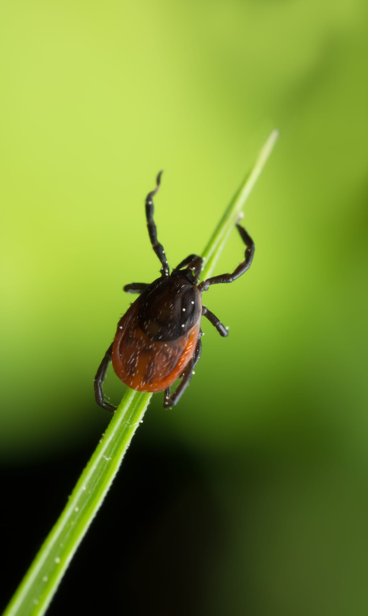 Tick resting on a grassblade