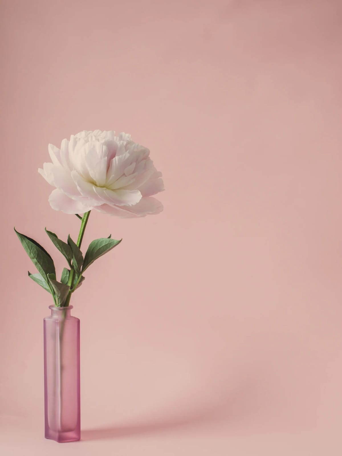 A white peony in a vase