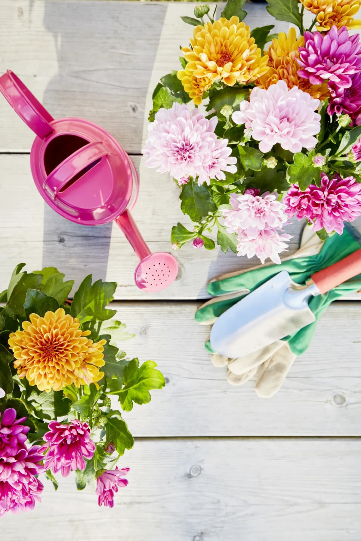 Flowers, a watering can, and other gardening equipment on a wooden surface