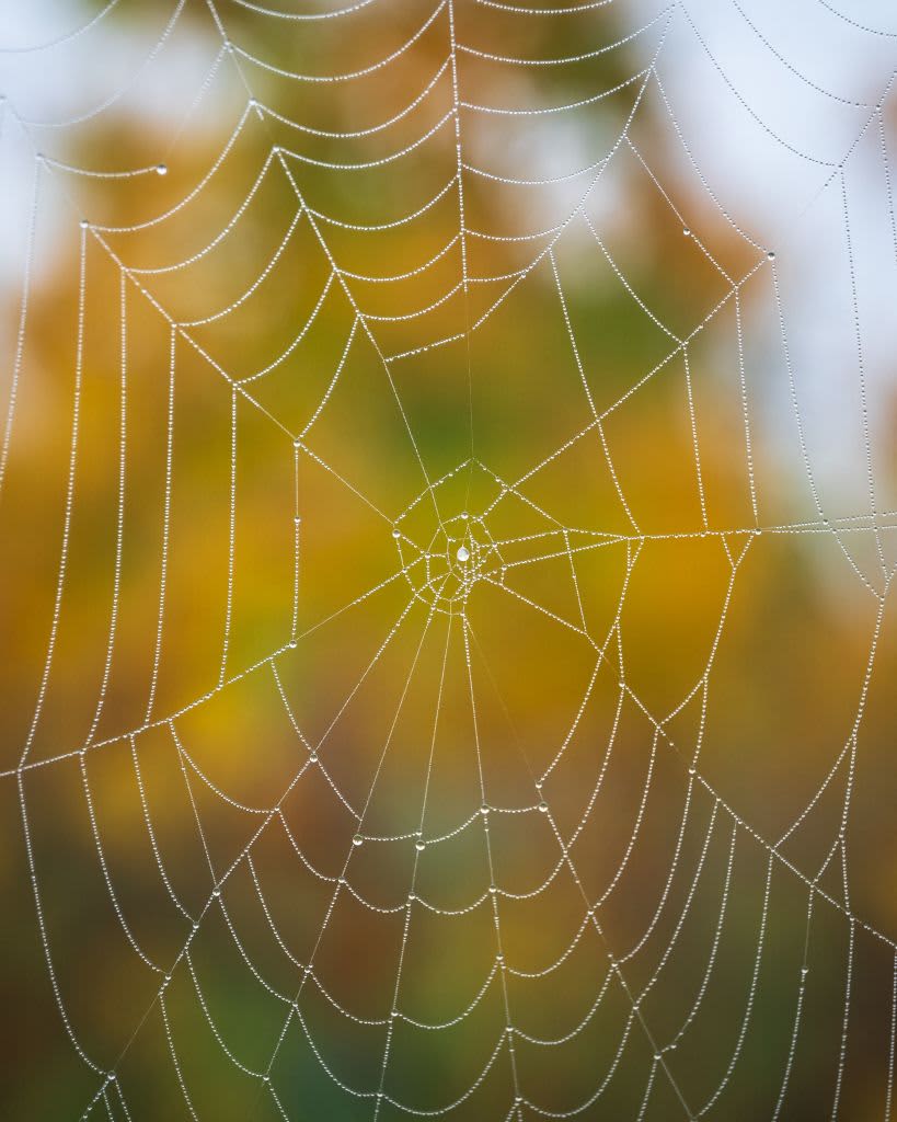Morning dew droplets coat a spider web in the vineyards of Wolxheim, eastern France, on October 20, 2022. (Photo by PATRICK HERTZOG / AFP) (Photo by PATRICK HERTZOG/AFP via Getty Images)