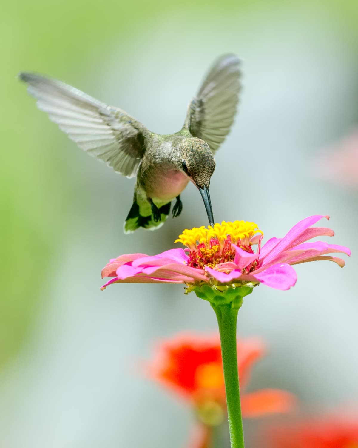 Hovering hummingbird feeds on a pink zinnia flower.