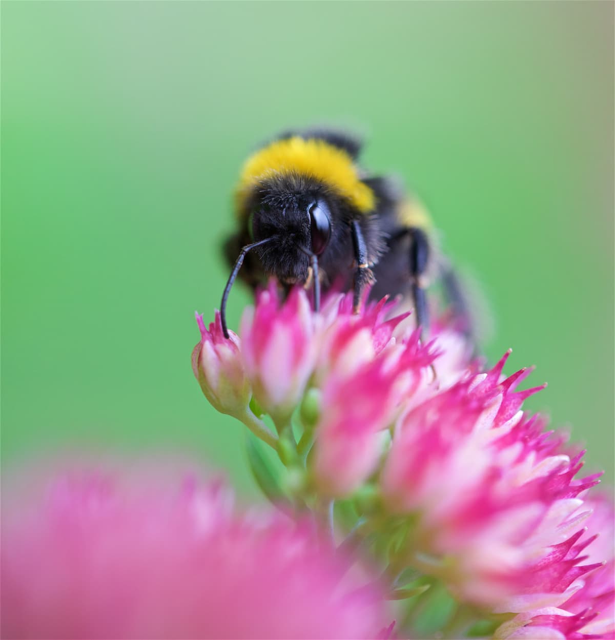 A close up of a bumble bee collecting pollen on an Ice Plant in summer