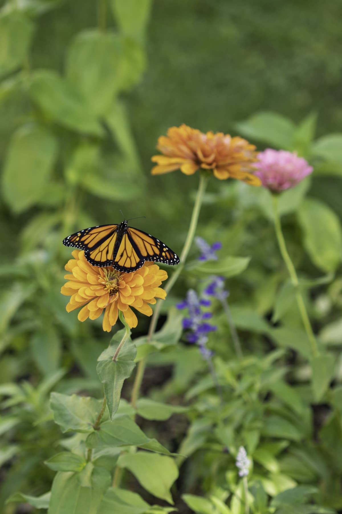 Monarch butterfly on orange garden flower