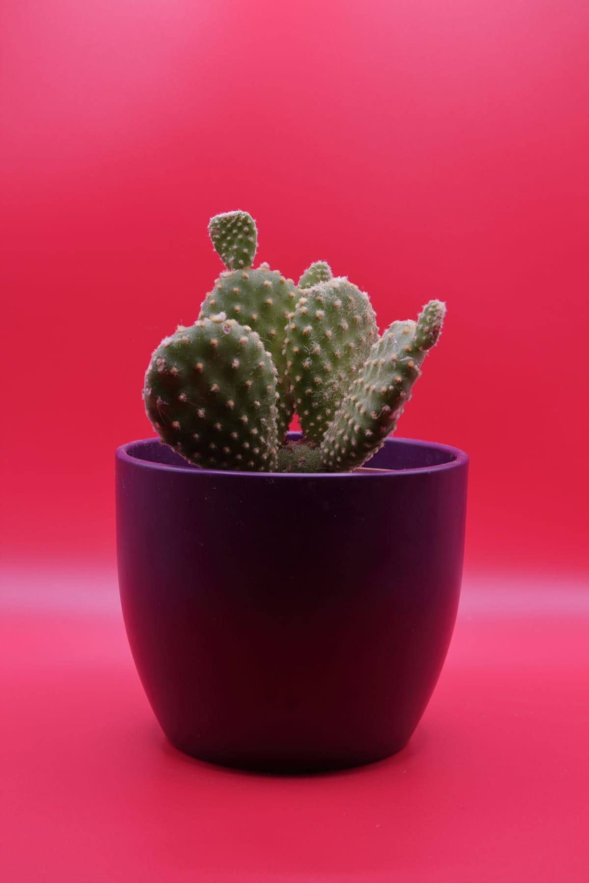 Potted cactus in purple pot on pink background