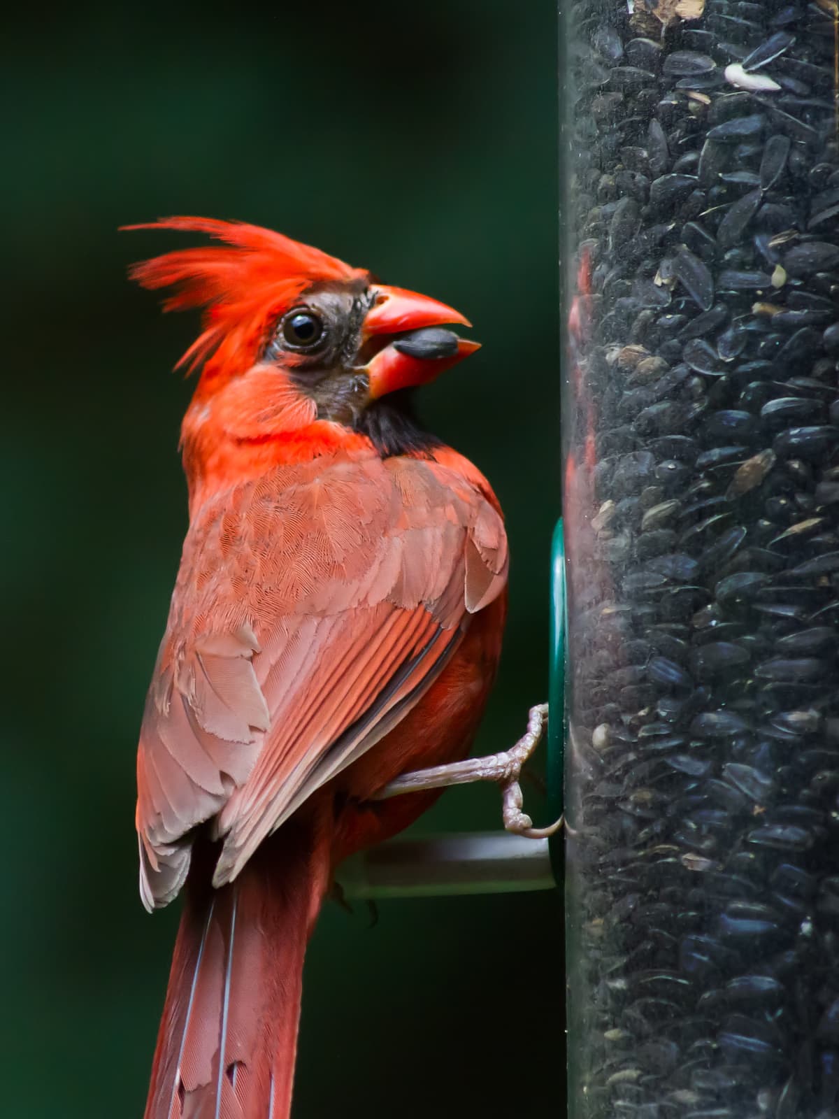 Red male cardinal with seed in its beak perched on a bird feeder