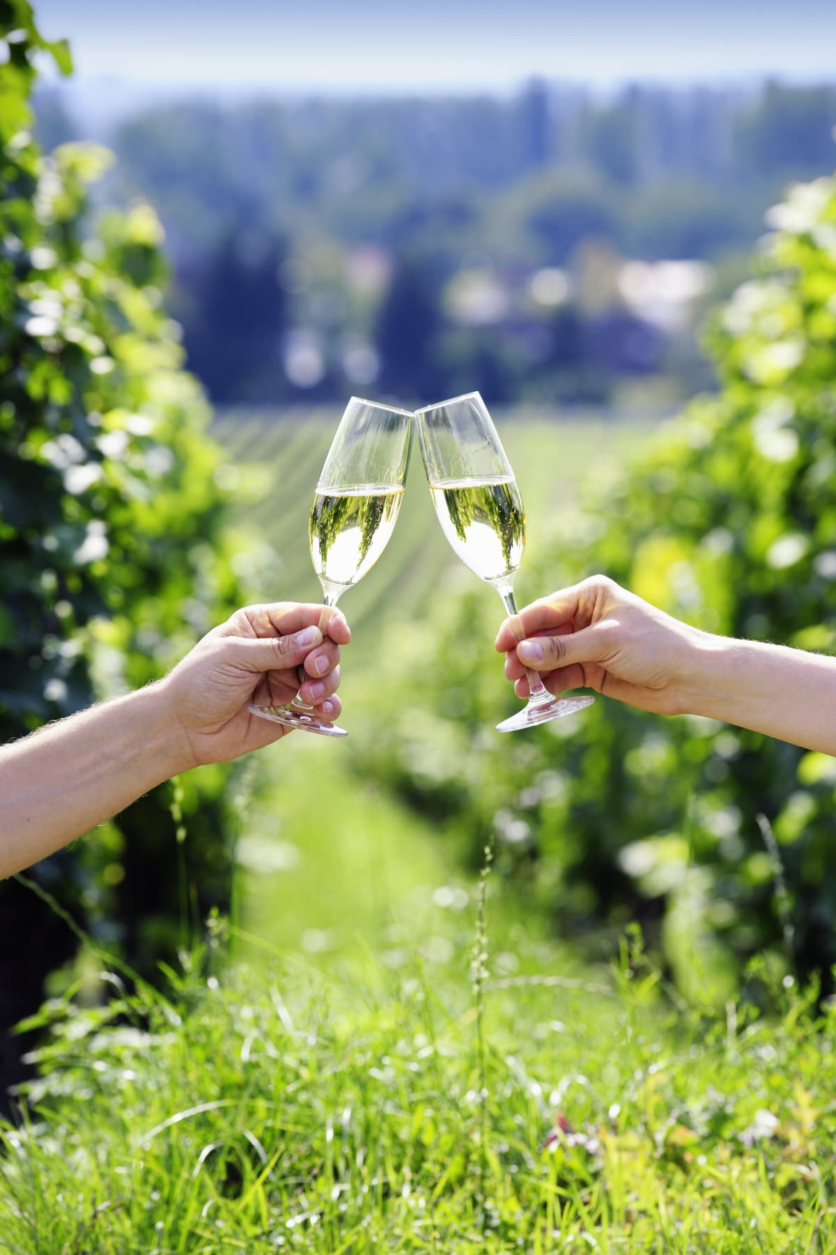 Two hands toasting with wine glasses in front of a vineyard.