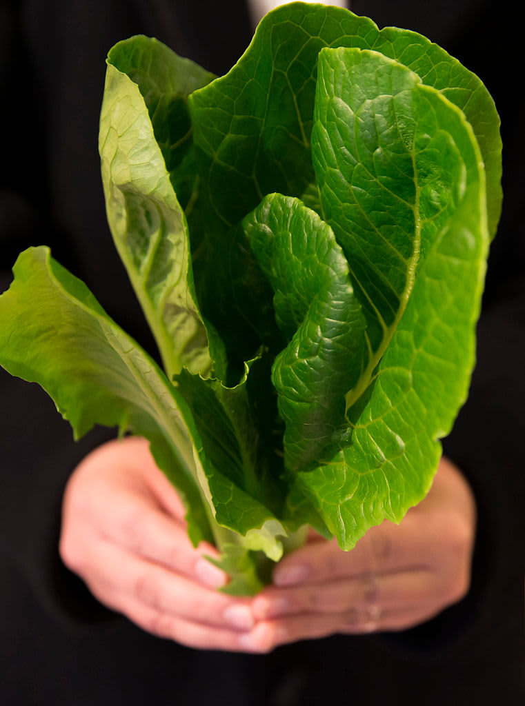 A man holding lettuce in his hands