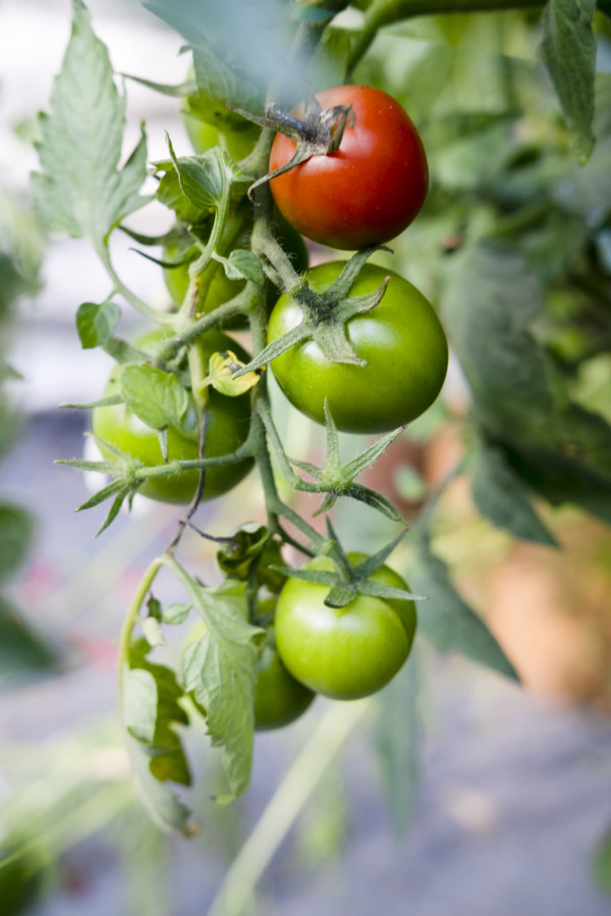Red and green tomatoes growing on a vine in a tomato garden