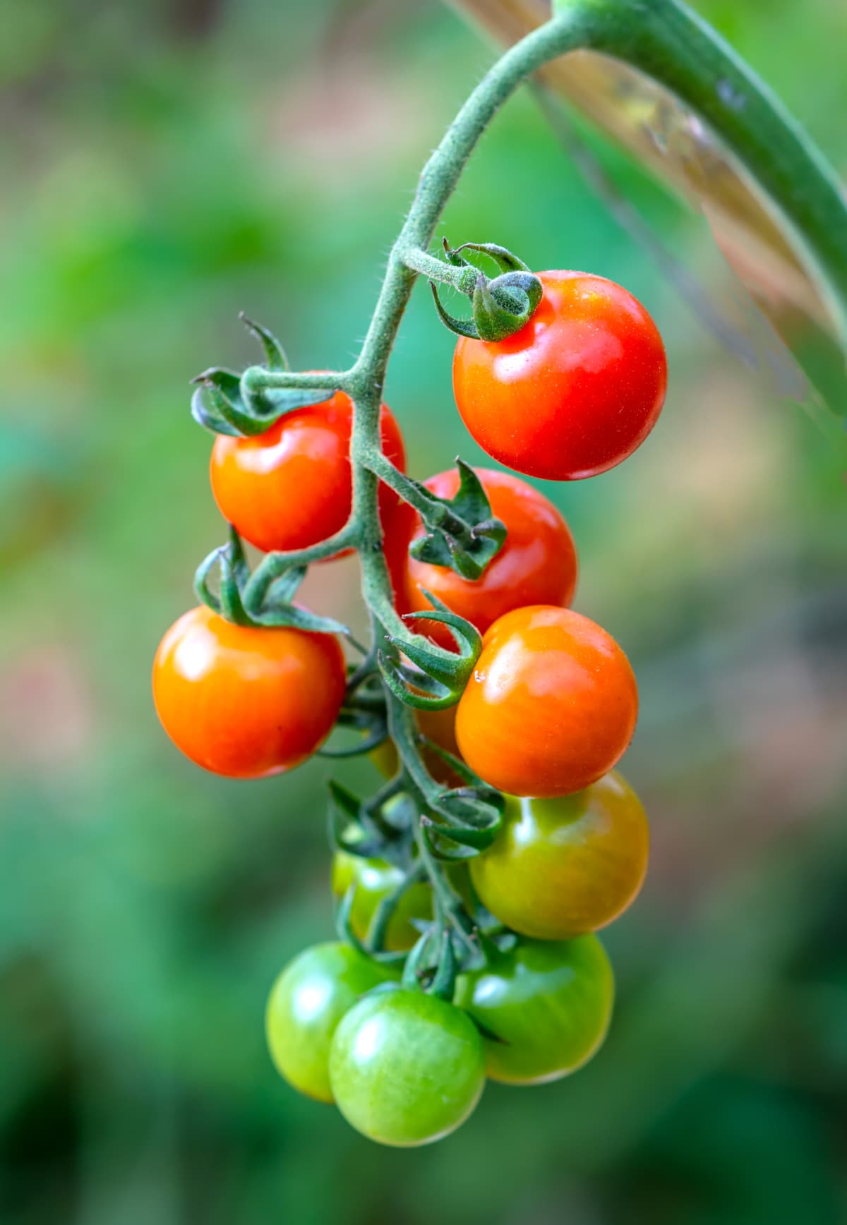 Unripe and ripe tomatoes hanging from a branch