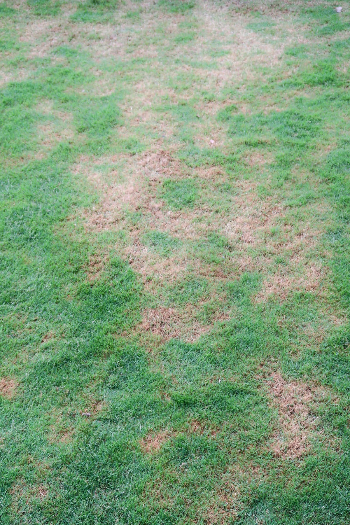 A lawn with thin, patchy grass