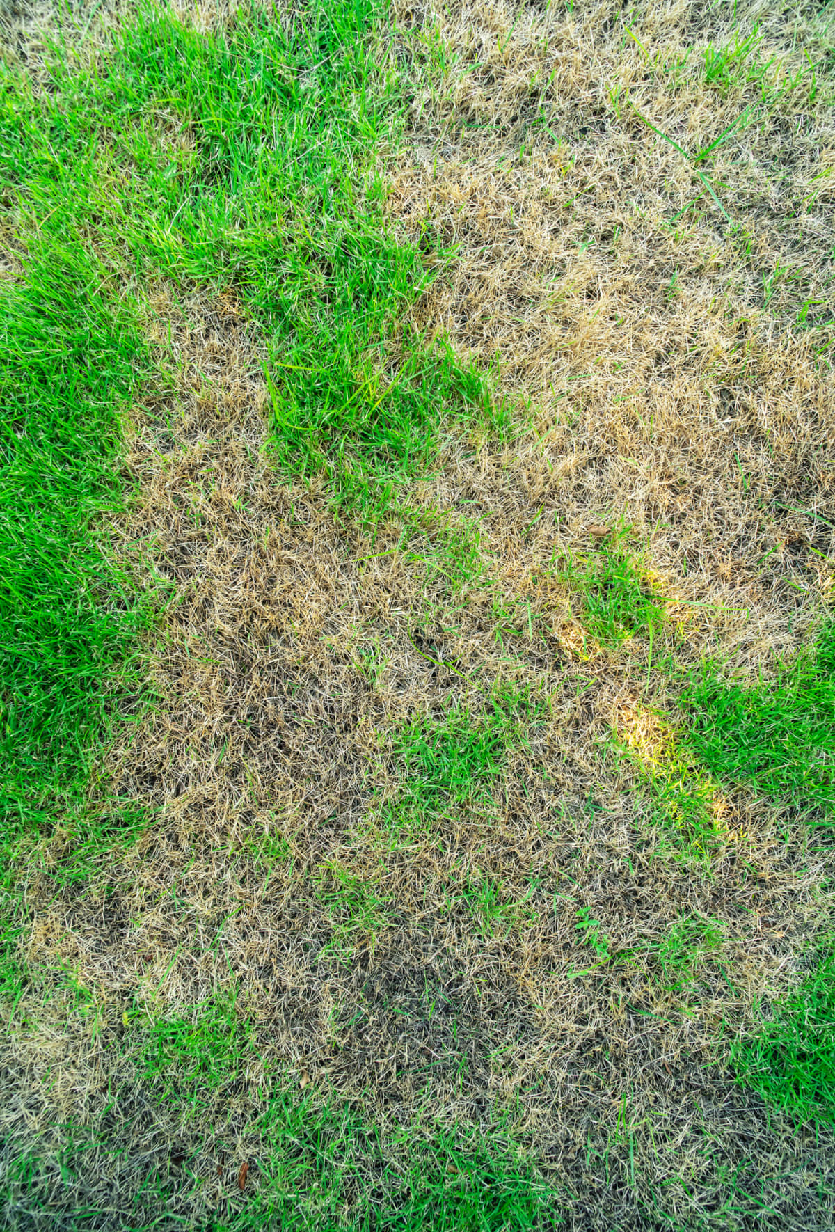 Lawn in bad condition with patchy yellow and brown grass