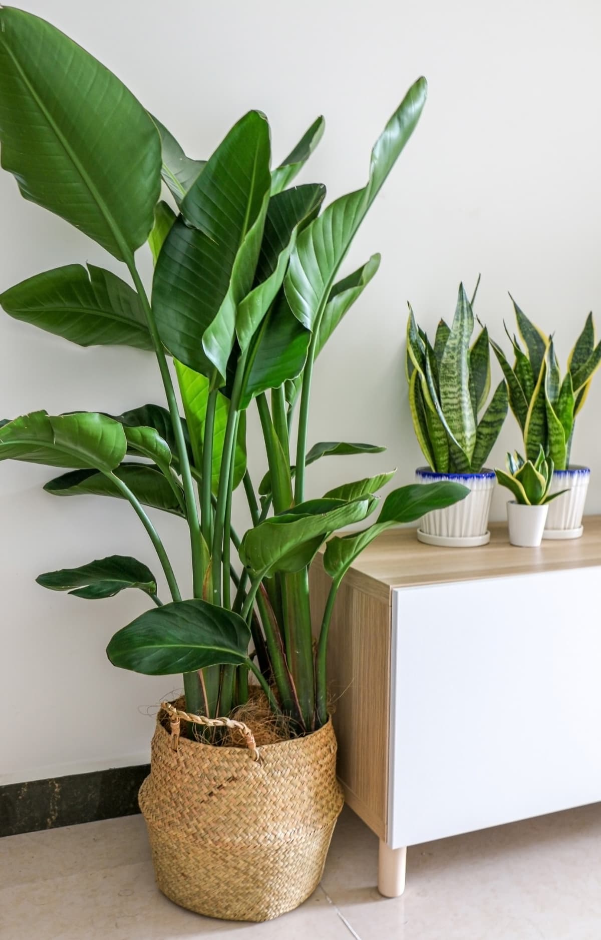Home decorated with a giant white bird of paradise and a snake plant
