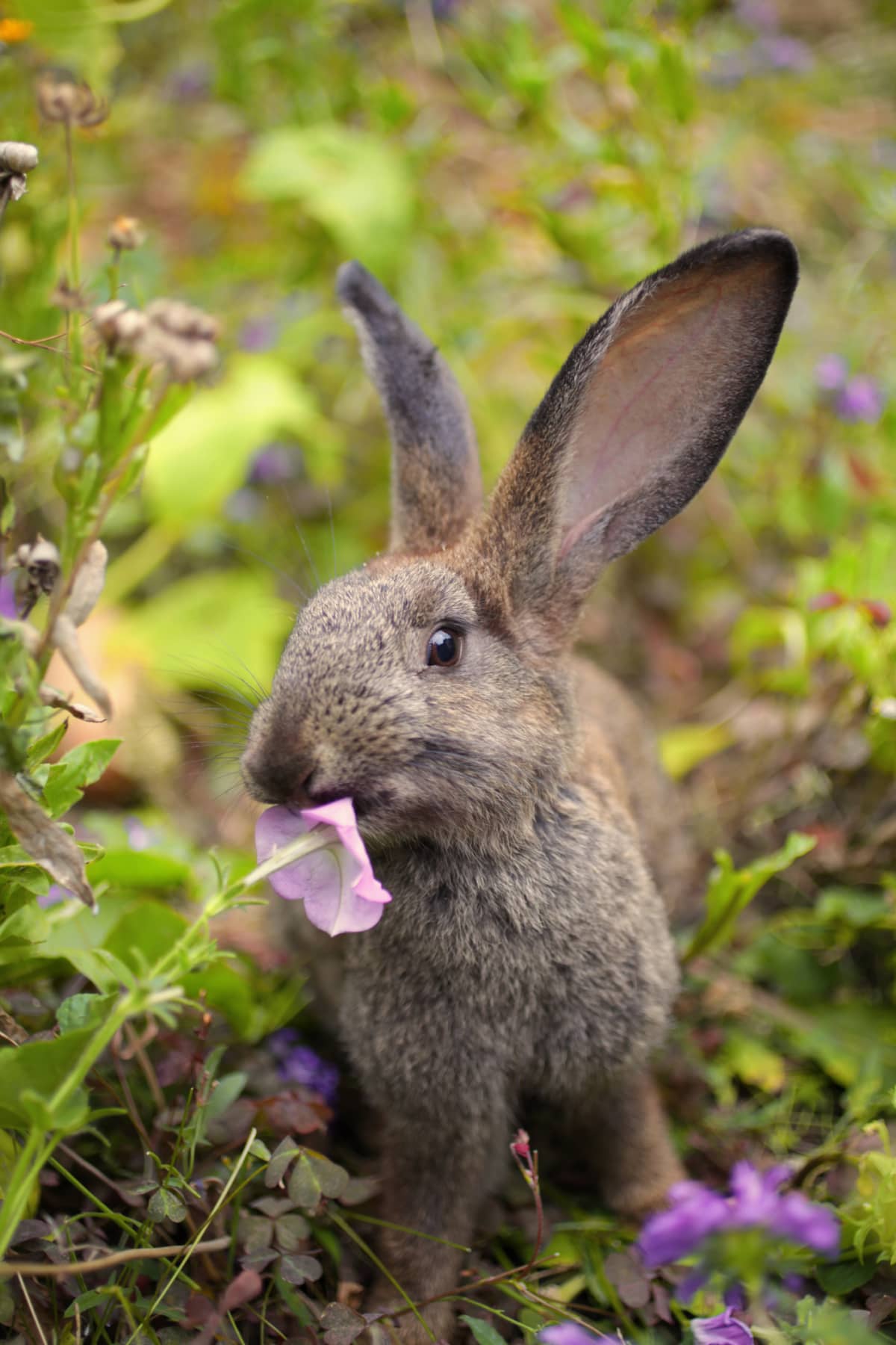 A brown bunny nibbling on a flower
