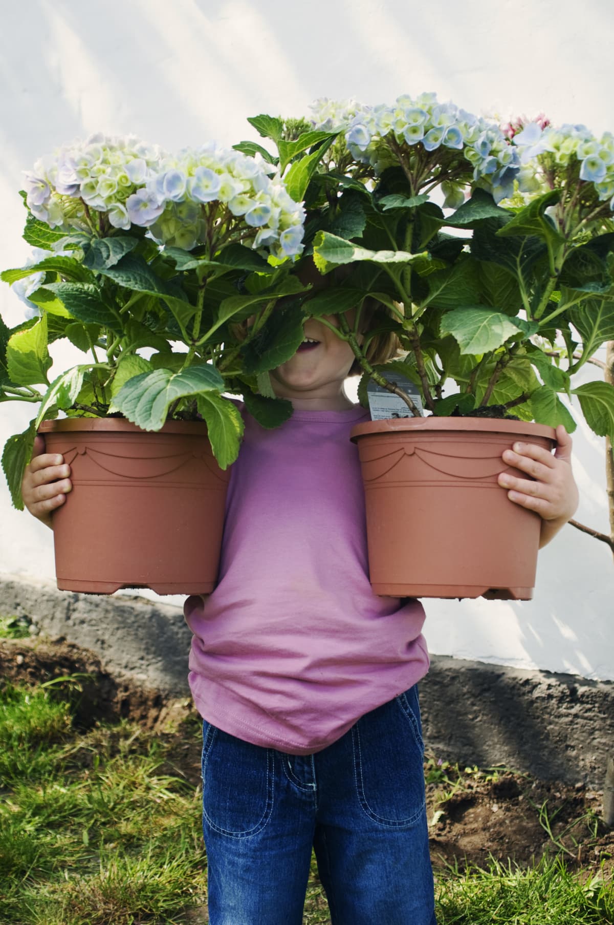 A little girl holding two pots of hydrangeas