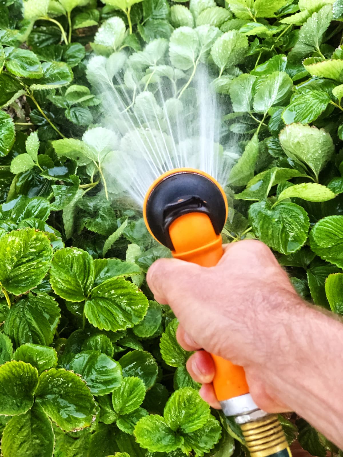 A water hose spraying strawberry plants