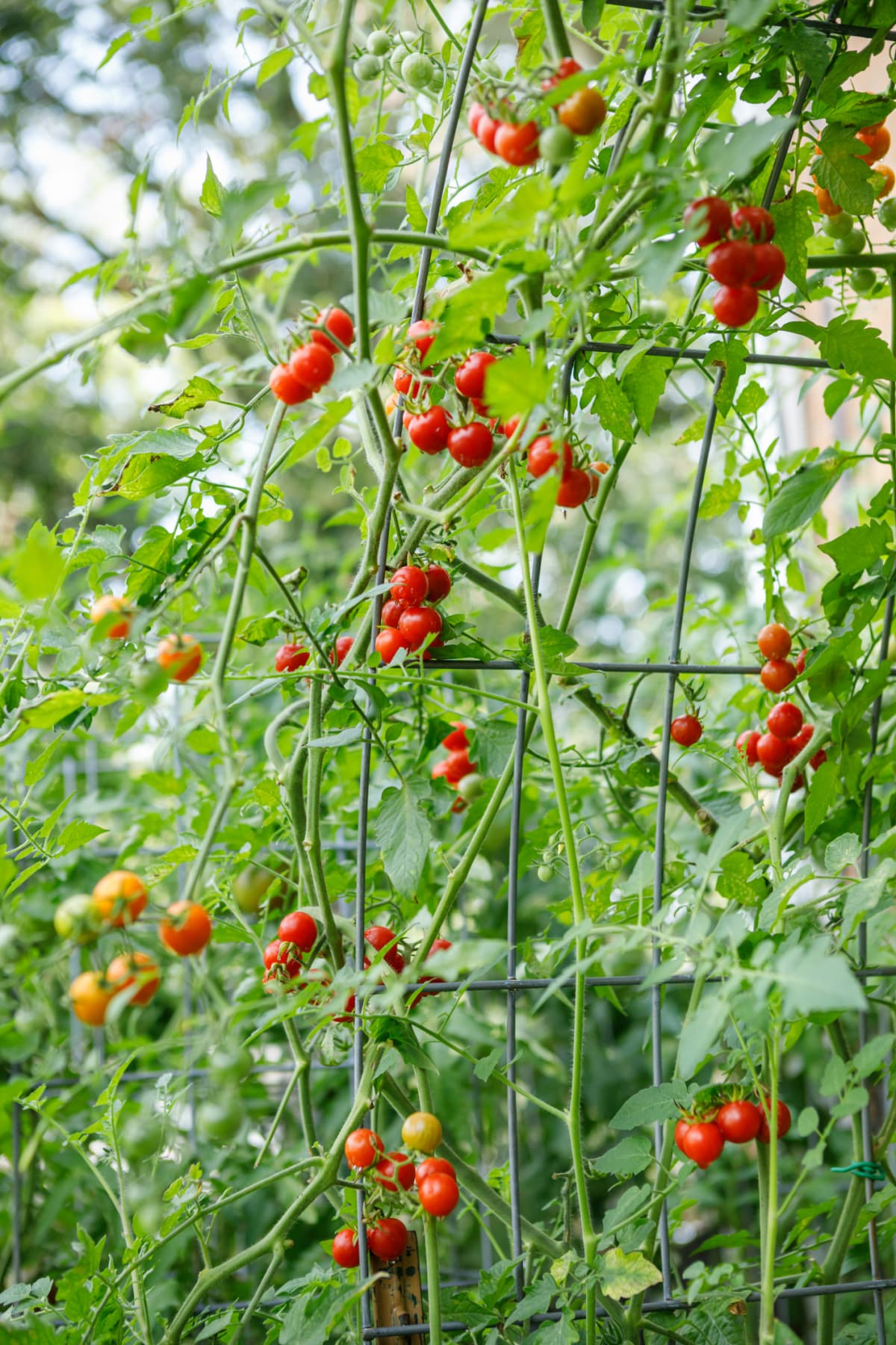 Fresh red organic vine ripened cherry tomatoes growing on an arched cattle panel trellis in a backyard suburban home garden after a rain