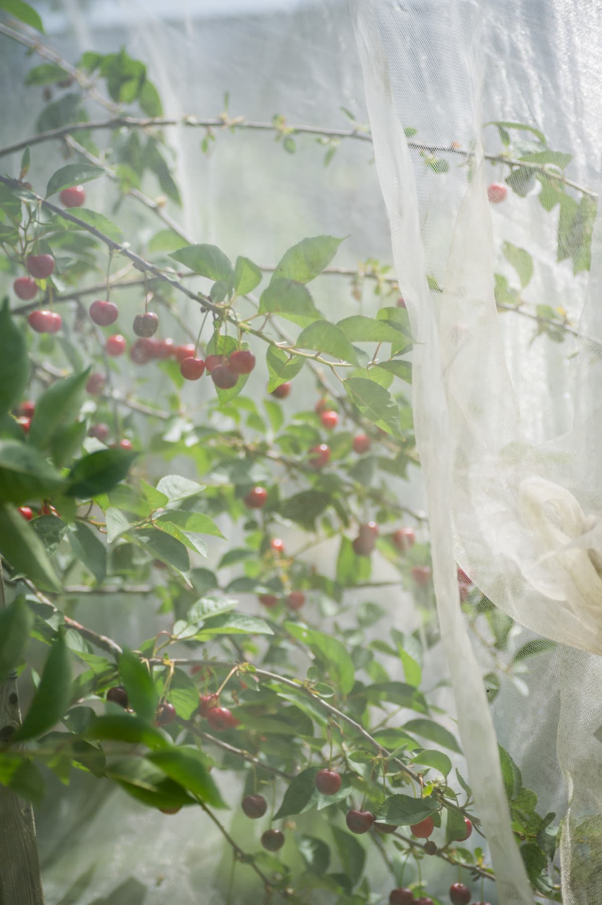 Fruit trees covered with sheer white netting
