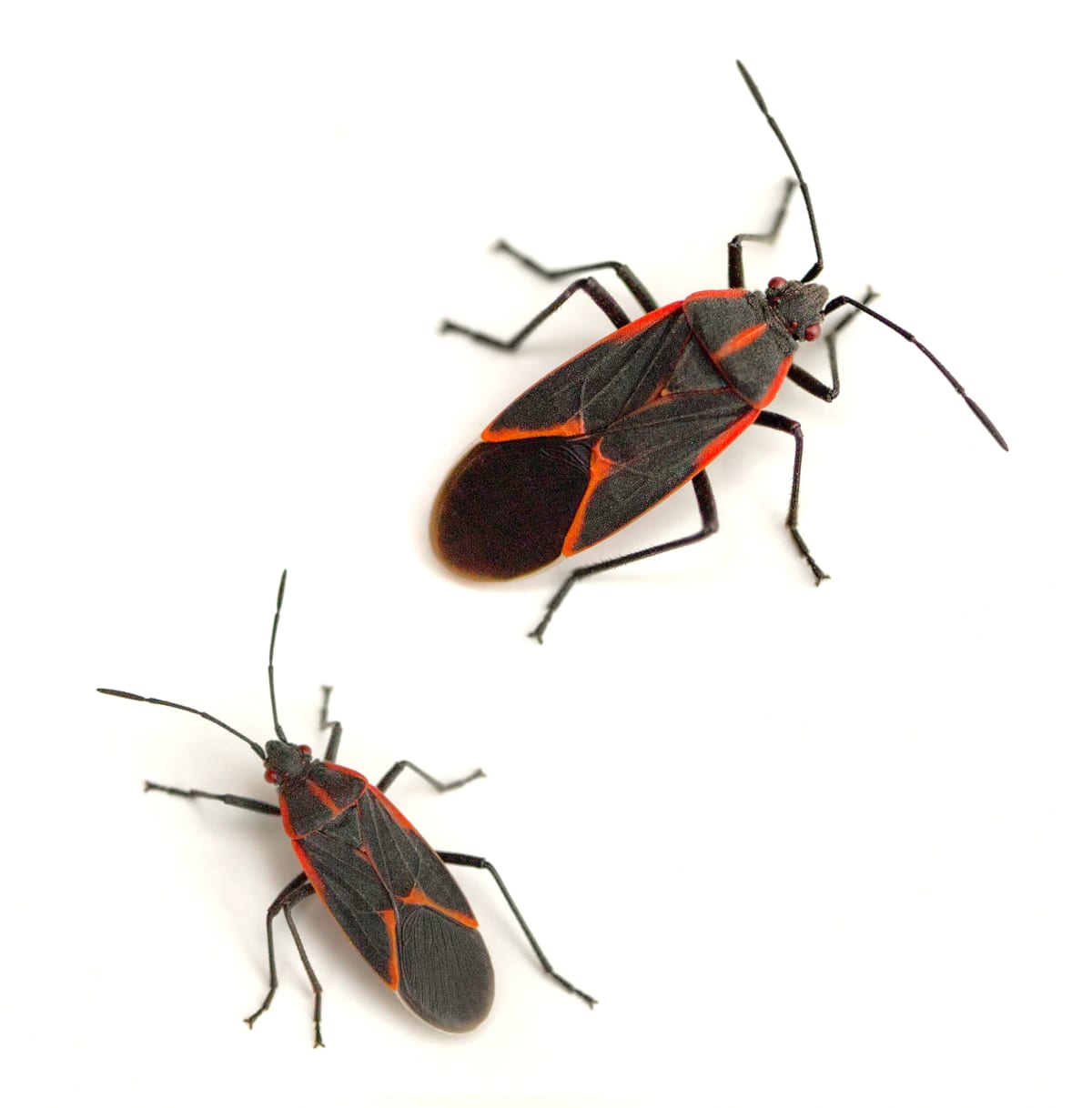 Boxelder bugs on a white surface
