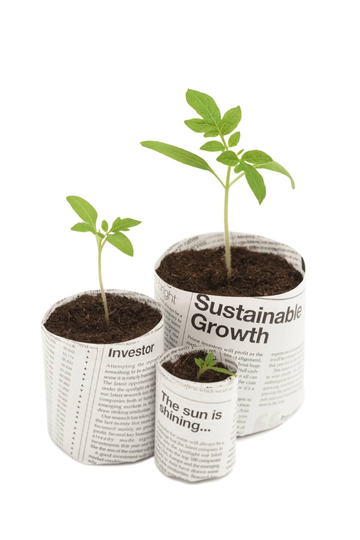 Three seedlings in newspaper pots