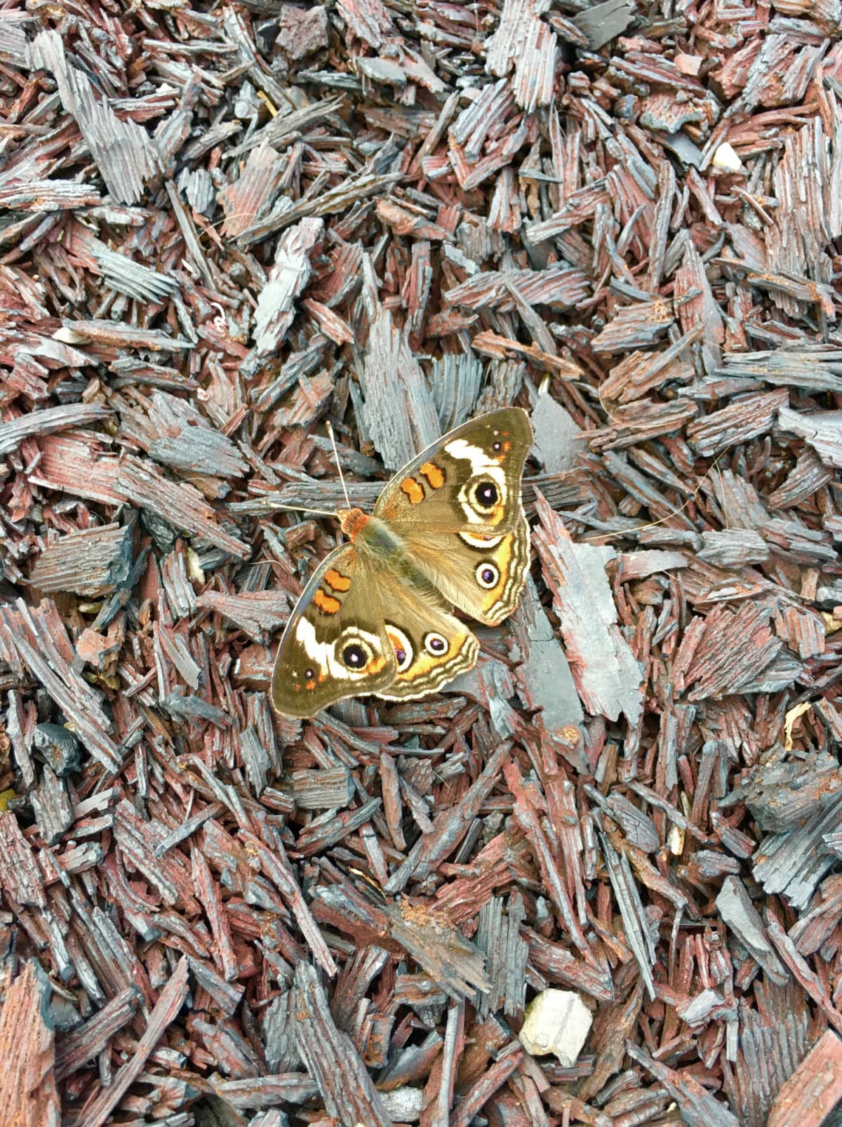 Moth sitting on mulch