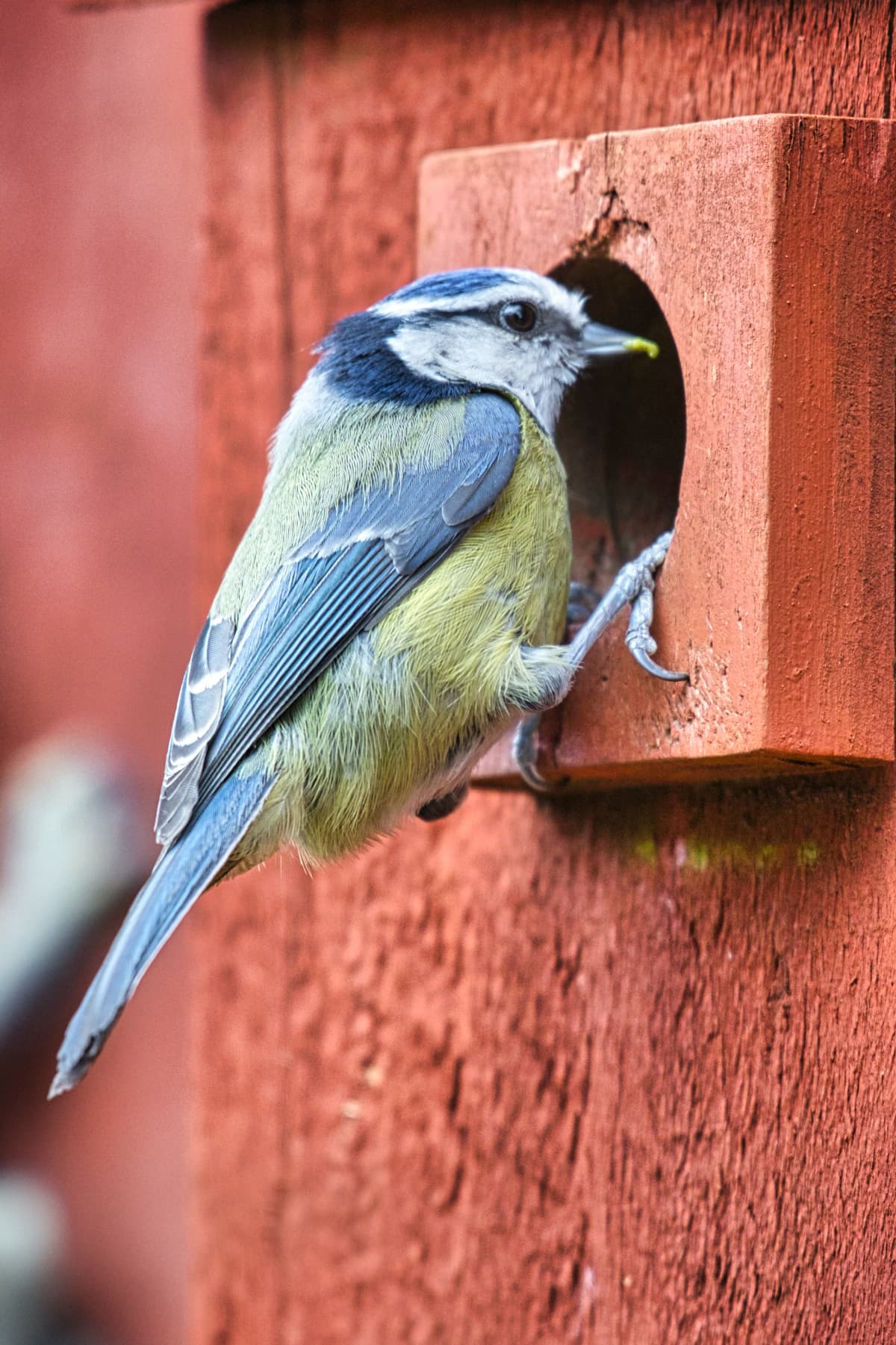 Blue bird perched on birdhouse entrance