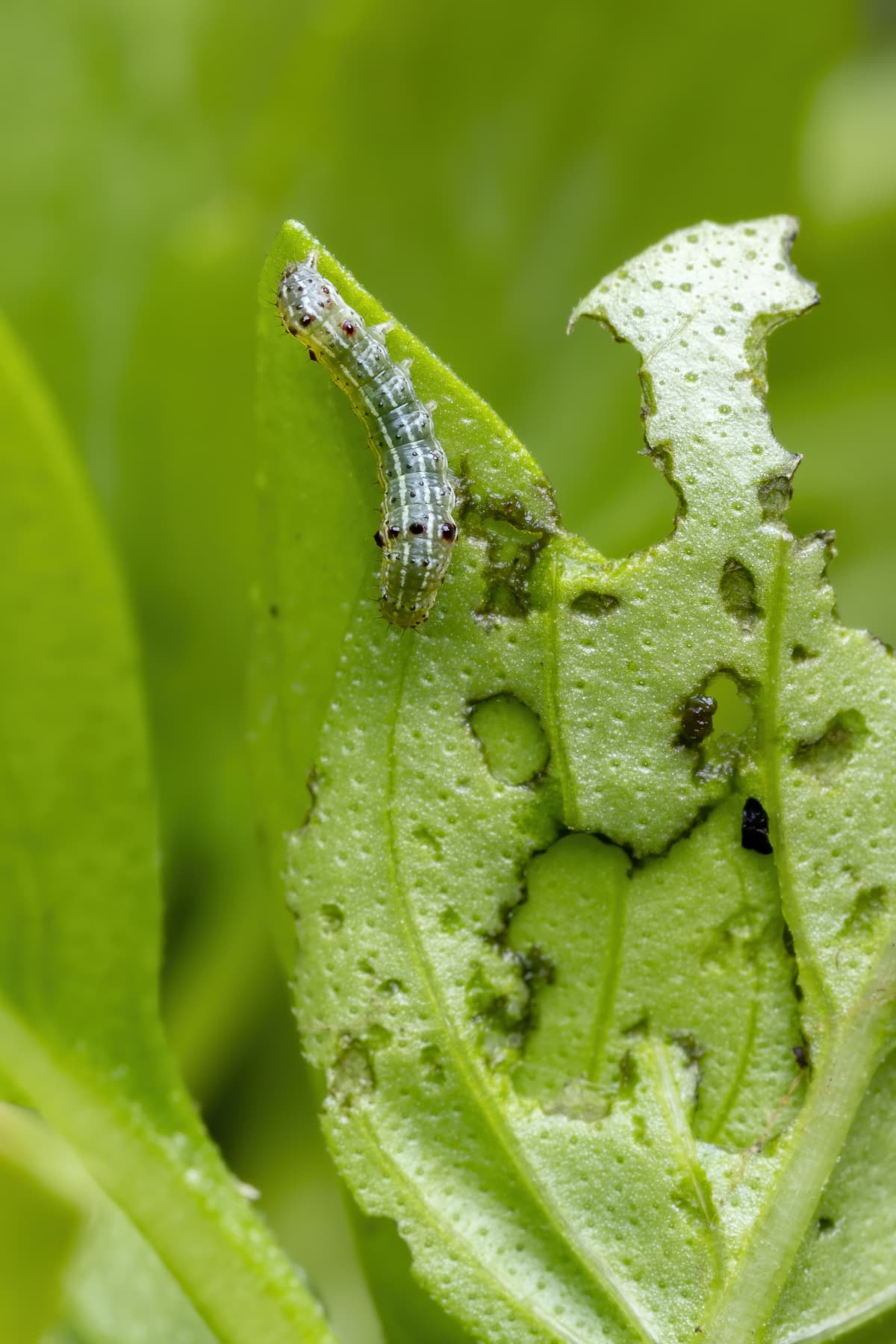 Cutworm caterpillar eating a leaf. 