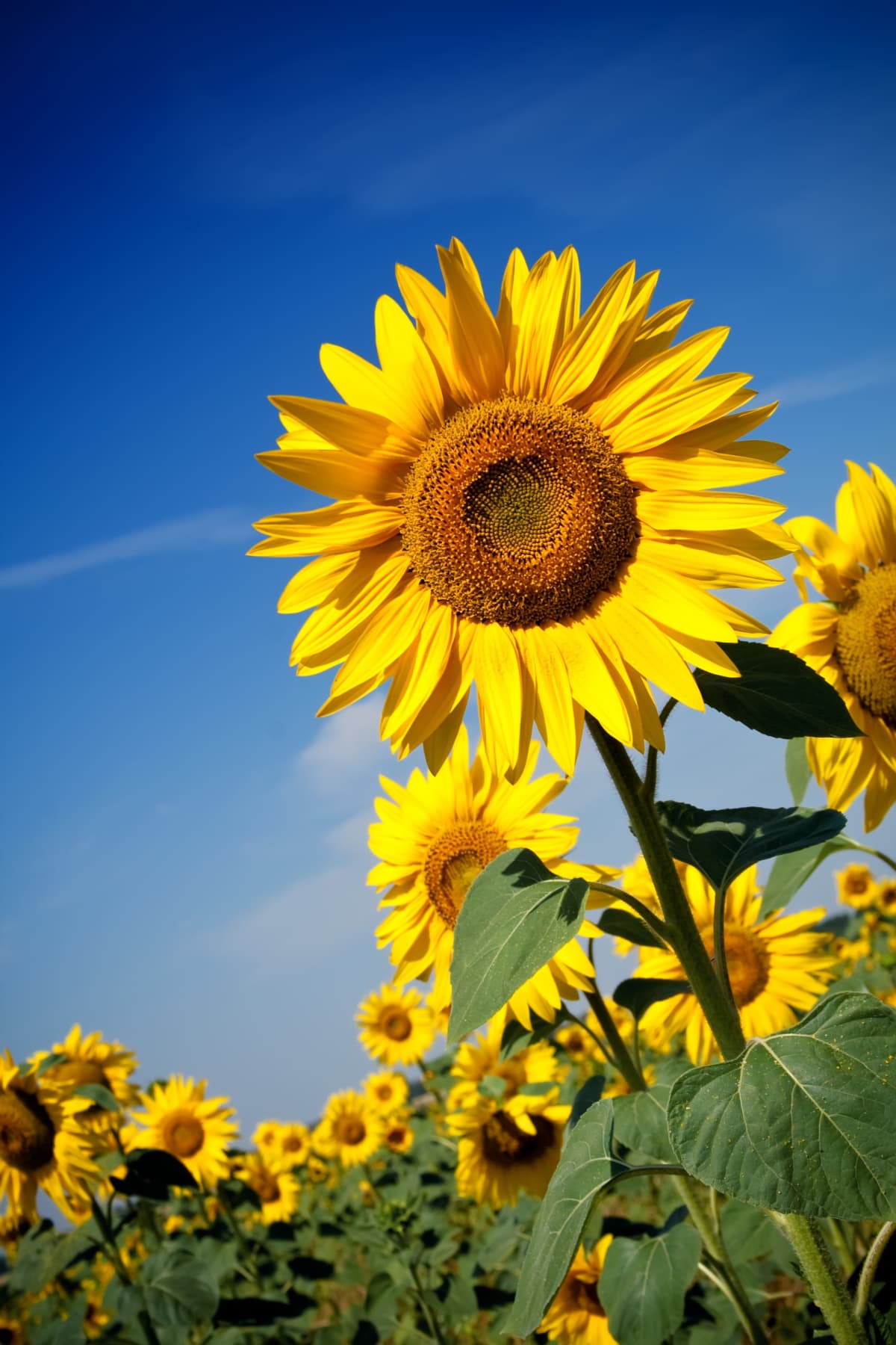 A vibrant field of sunflowers stretching out under a clear blue sky