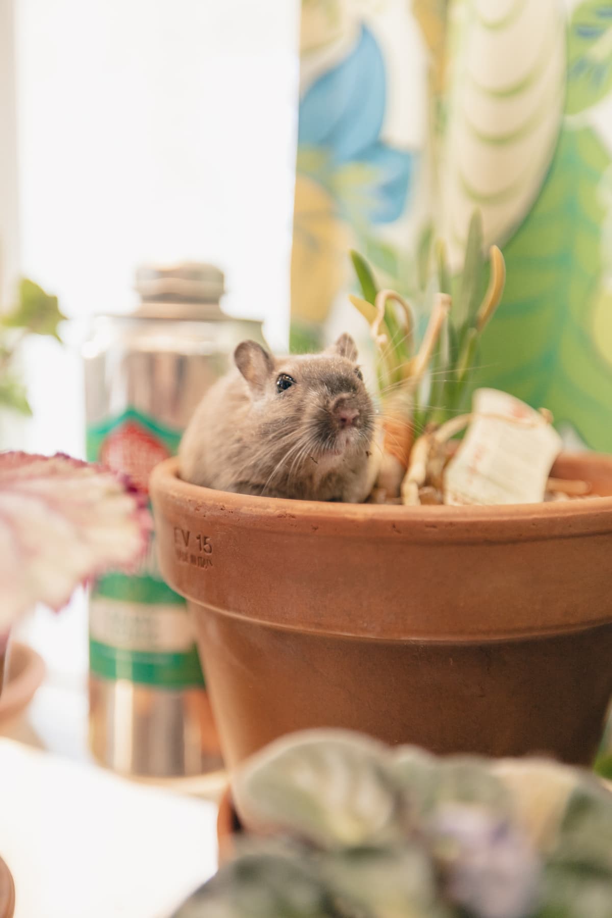 A closeup of a cute rat in a potted plant in the room