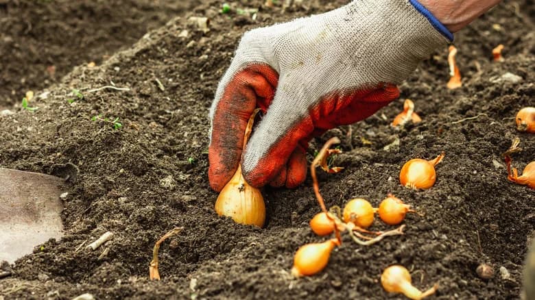 A gloved hand planting onion bulbs
