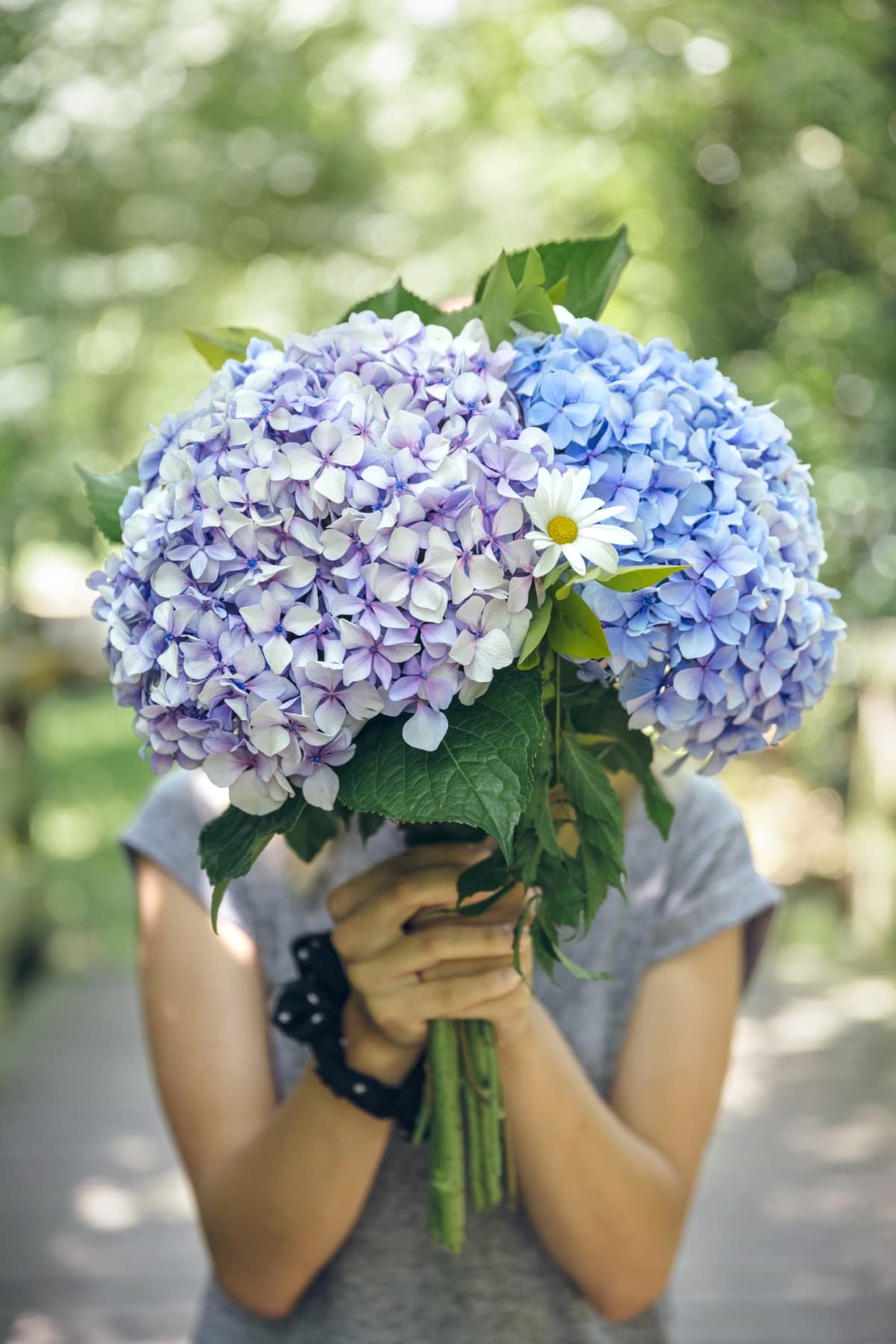A person holding up bunches of purple hydrangeas