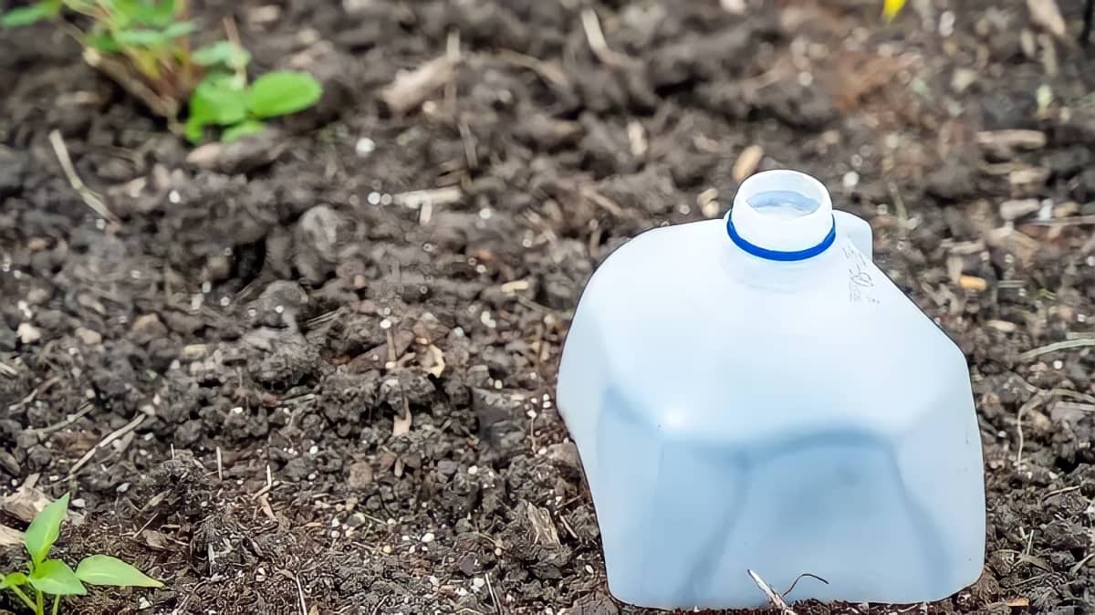Milk jug covering young plant in the garden