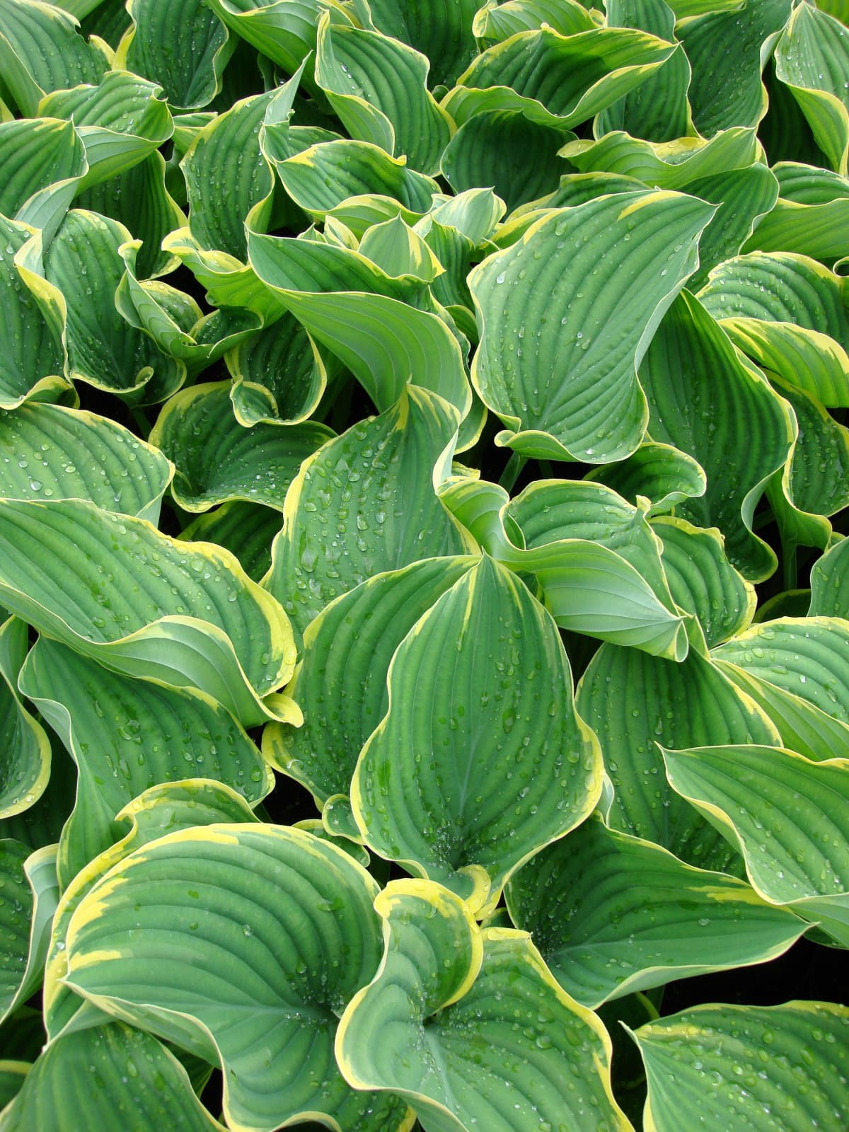 Hosta leaves with dew