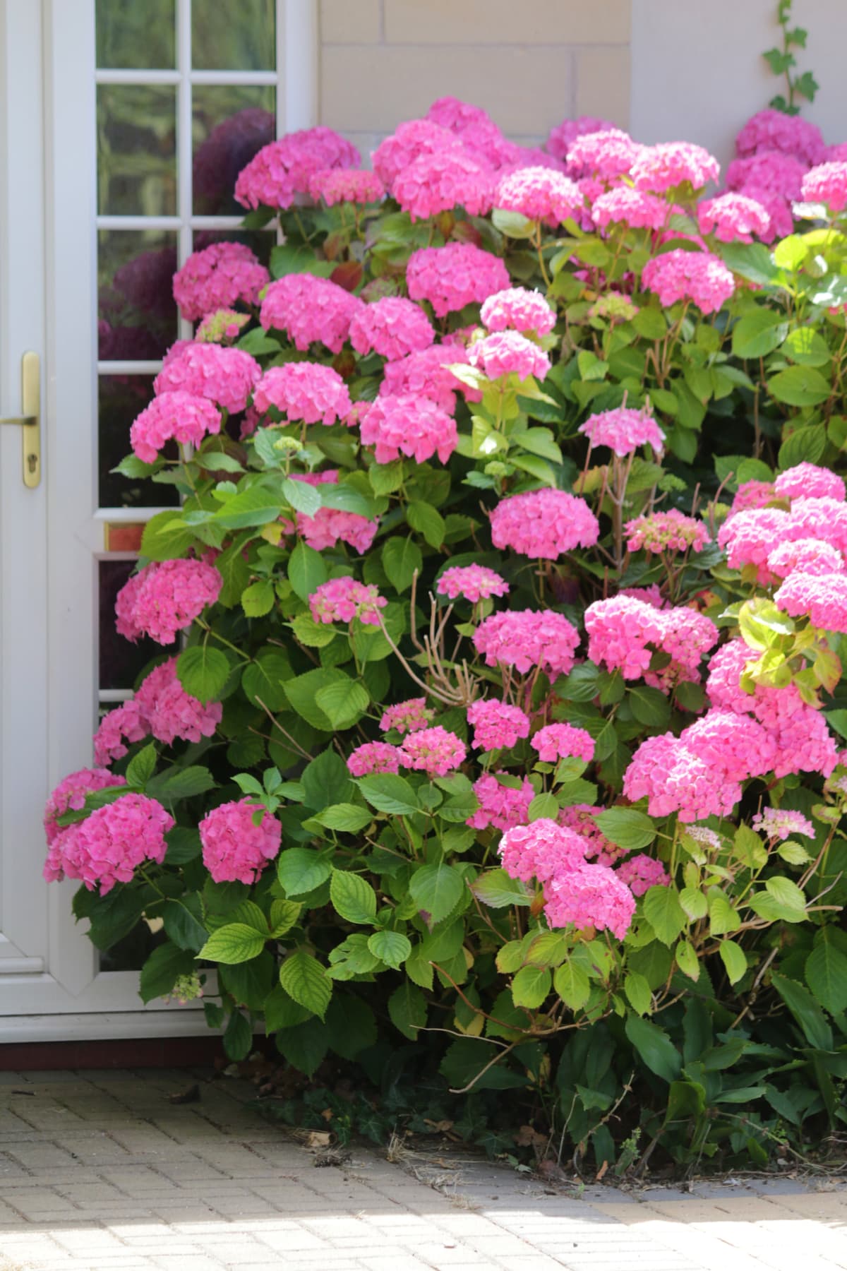 Large hydrangea bush with flowers blooming