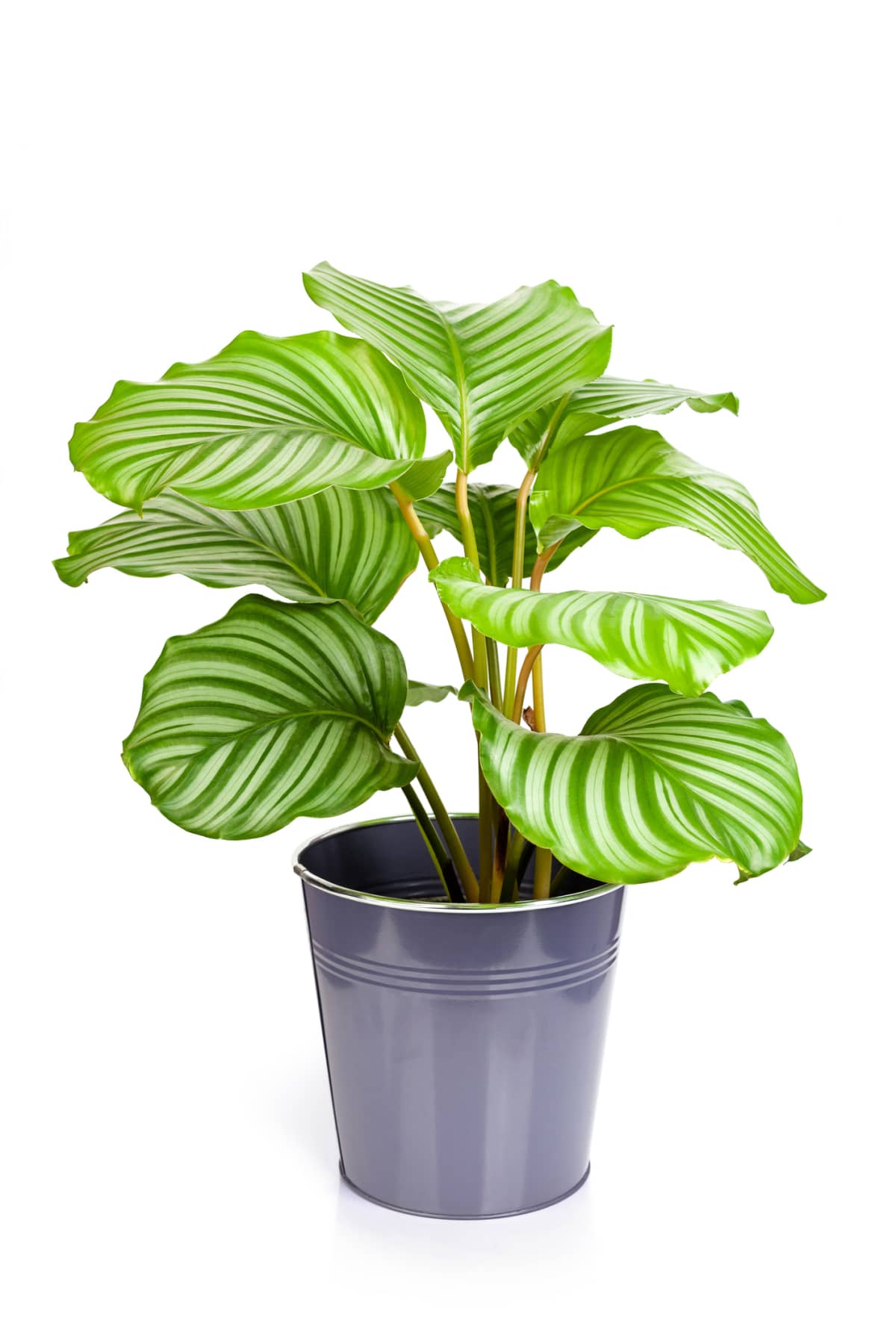 Calathea orbifolia plant in pot, Tropical plant isolated on white background