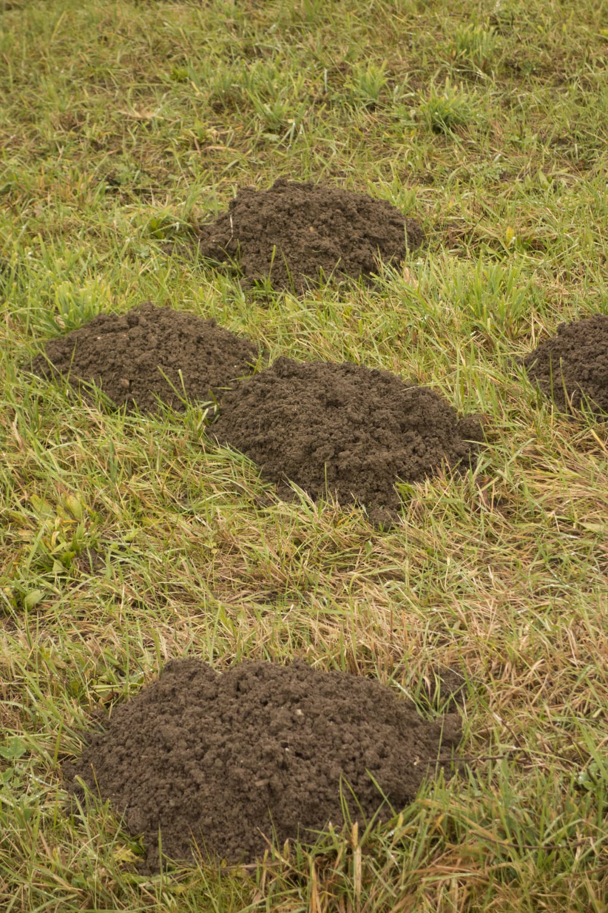 Holes on the ground dug by suspicious wildlife