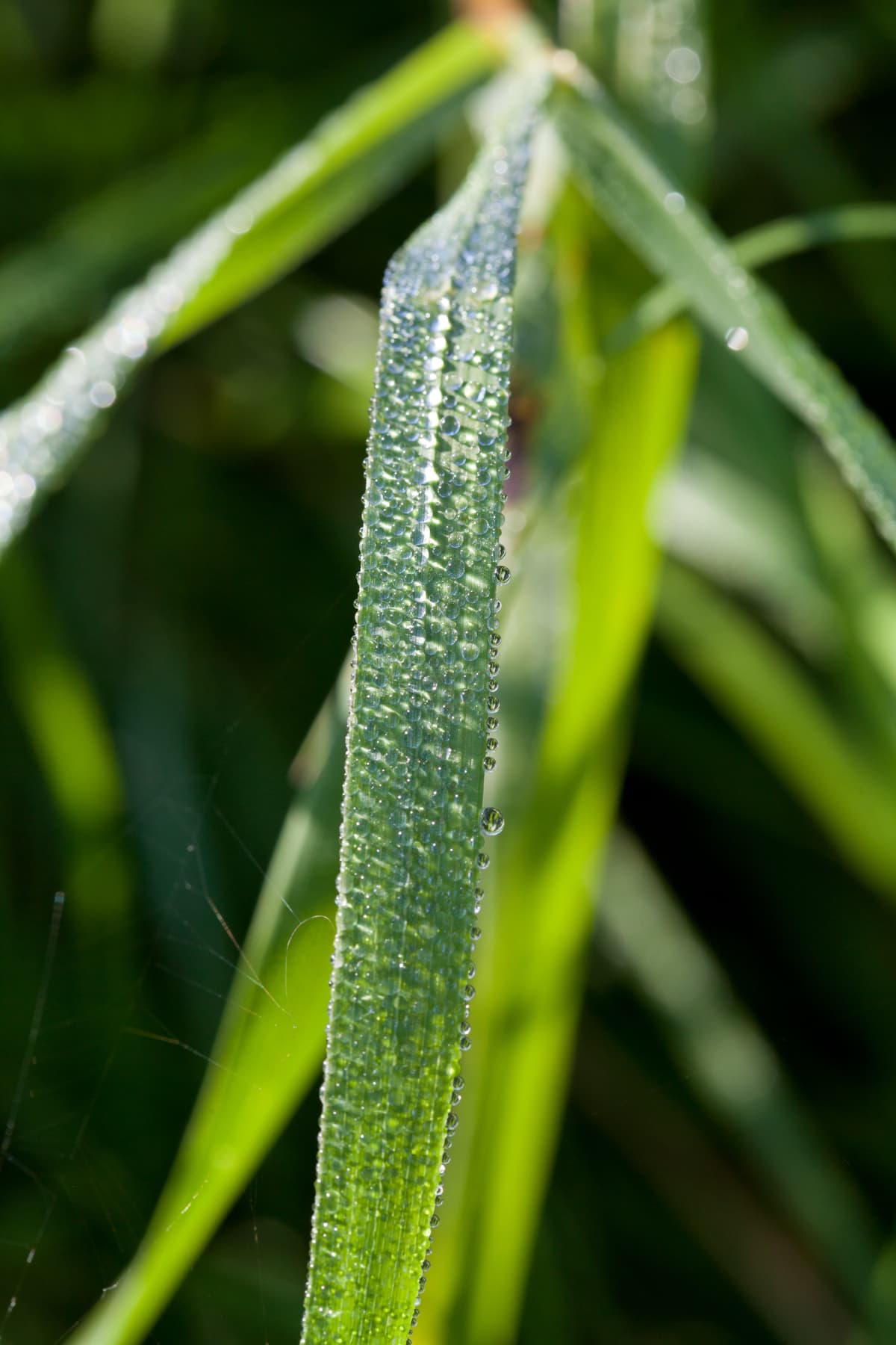 morning dew on green leaves of carex grass